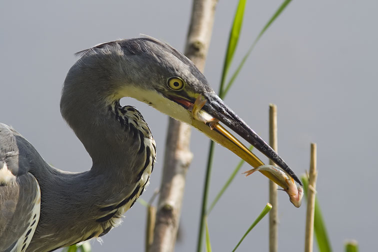 Blauwereiger240807L